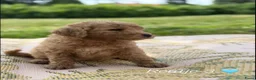 Labradoodle honden te koop: Lieve, mooie Labradoodle pups - Advertentie 7