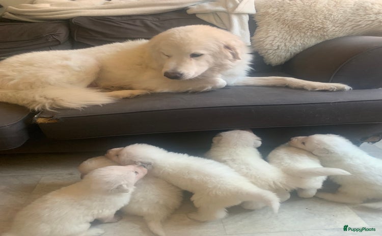 Berghond van de Maremmen en Abruzzen honden - Advertentie 14