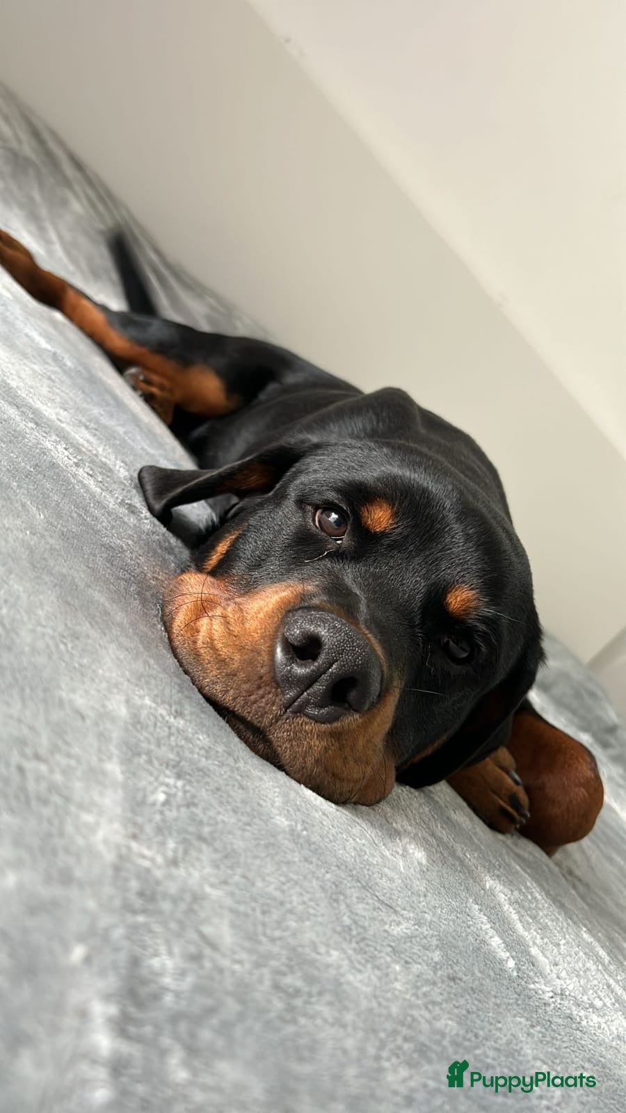 Rottweiler honden te koop: Deze knapperd zoekt nieuw huisje - Advertentie 1