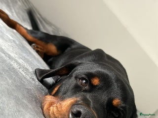 Rottweiler honden Deze knapperd zoekt nieuw huisje - Advertentie 1