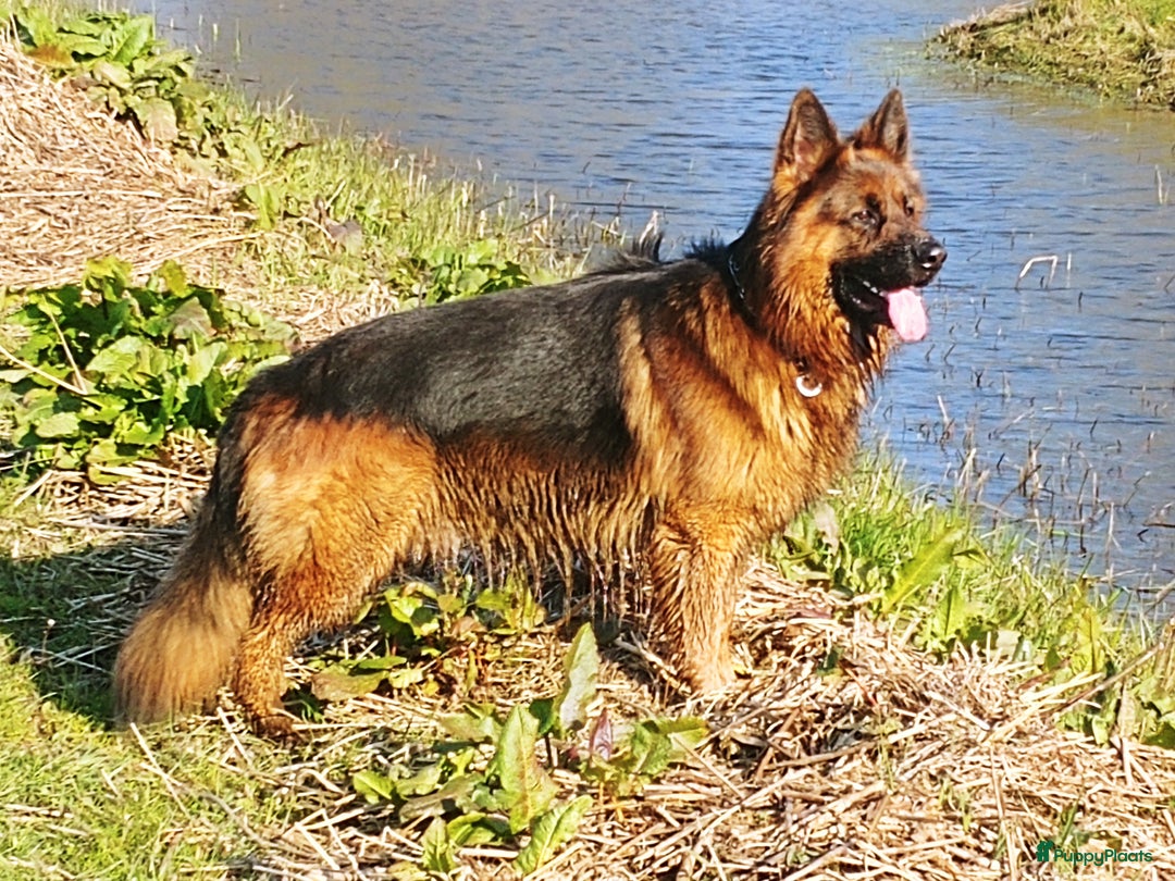 Duitse Herder honden te koop: Langstokharige zw. en zw.br. Duitse Herder puppies - Advertentie 2