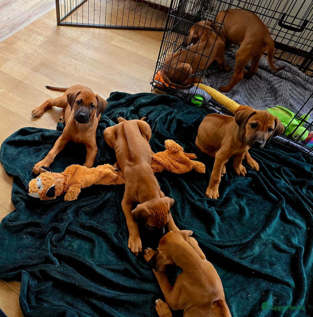 Rhodesian Ridgeback honden te koop: Rhodesian Ridgeback pups+stamboom 2reutjes 8weken  in Wierden - Afbeelding 1