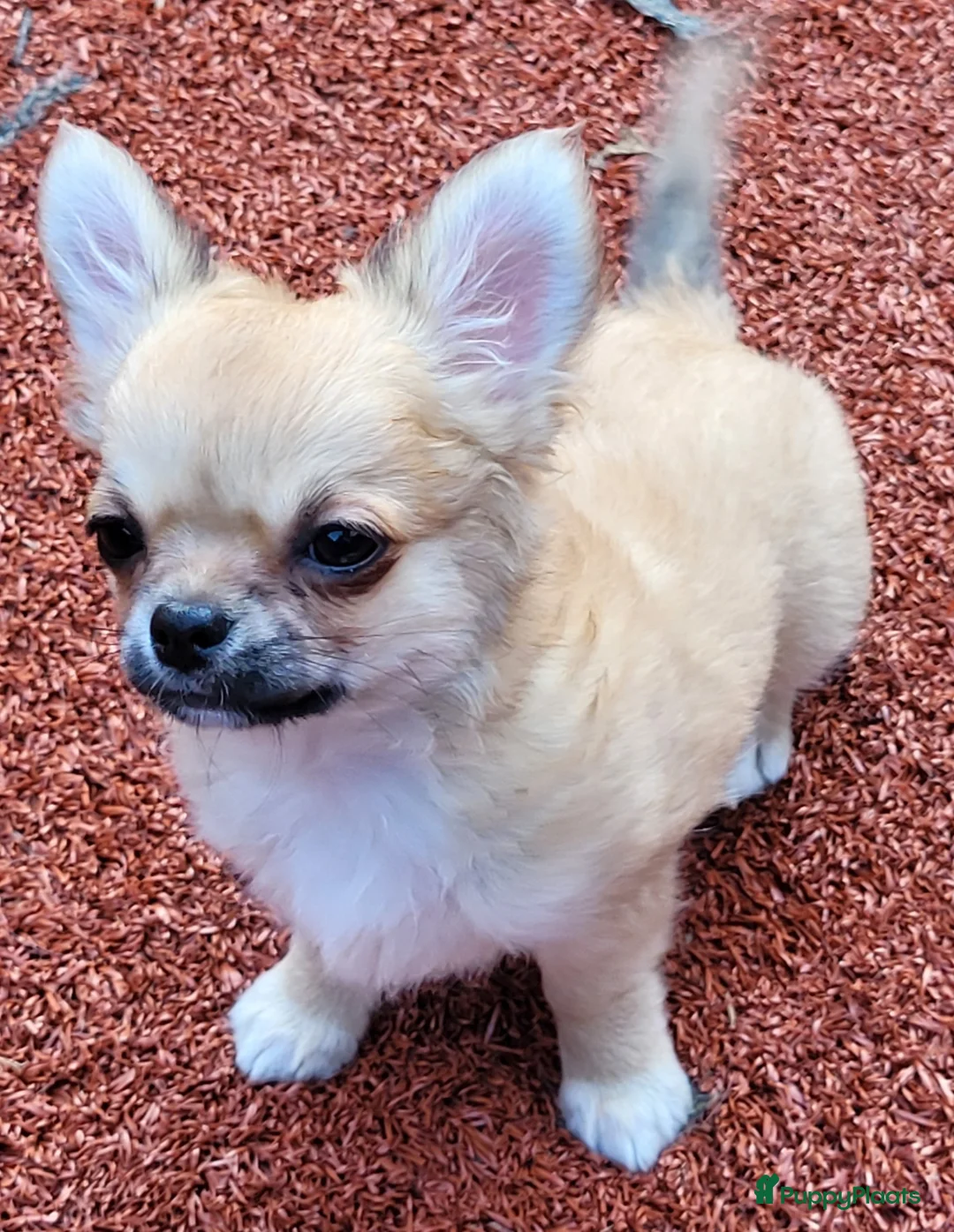 Chihuahua honden te koop: Prachtige chihuahua pups met FCI stamboom - Advertentie 2
