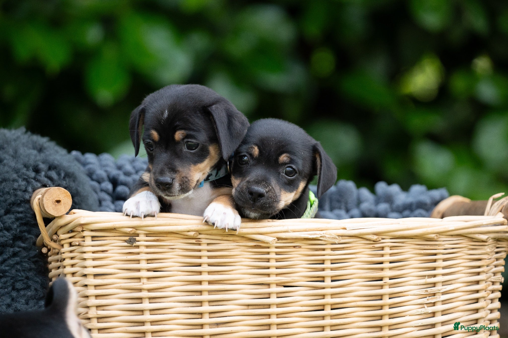 Jack Russel Terriër honden Huiskamernestje raszuivere Jack Russell pups - Advertentie 2