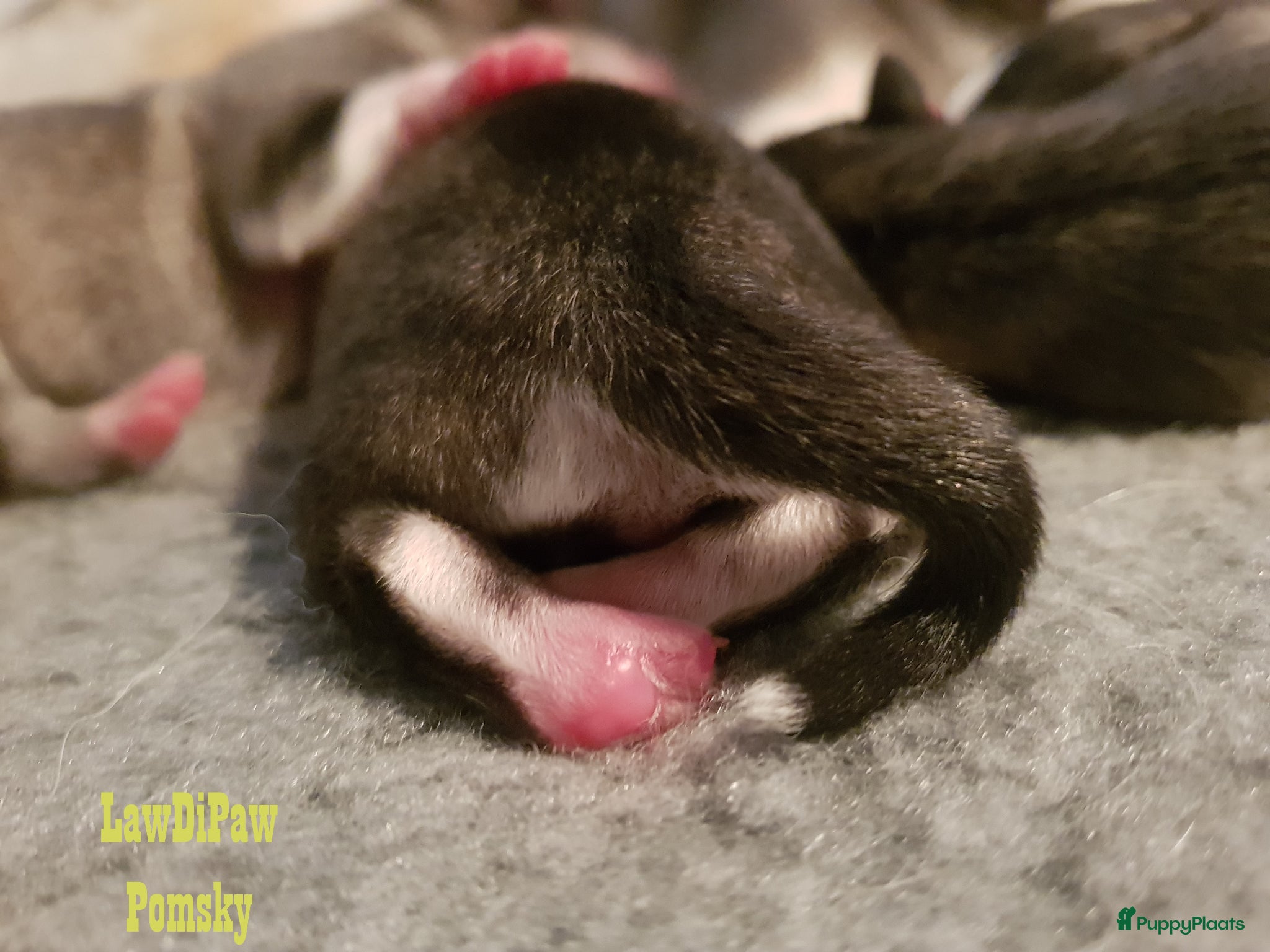Pomsky honden Pomsky puppy’s F4+, 100% Amerikaanse bloedlijn - Advertentie 2