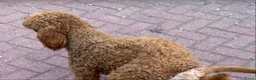 Goldendoodle honden te koop: Goldendoodles F1B - Advertentie 21