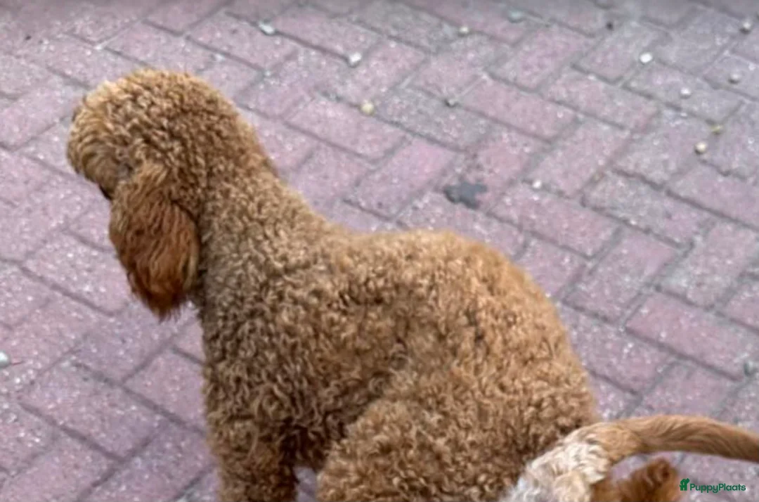 Goldendoodle honden te koop: Goldendoodles F1B - Advertentie 21