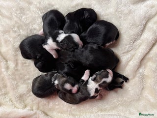 Havanezer honden Prachtige Havanezer pups, met FCI stamboom - Advertentie 18