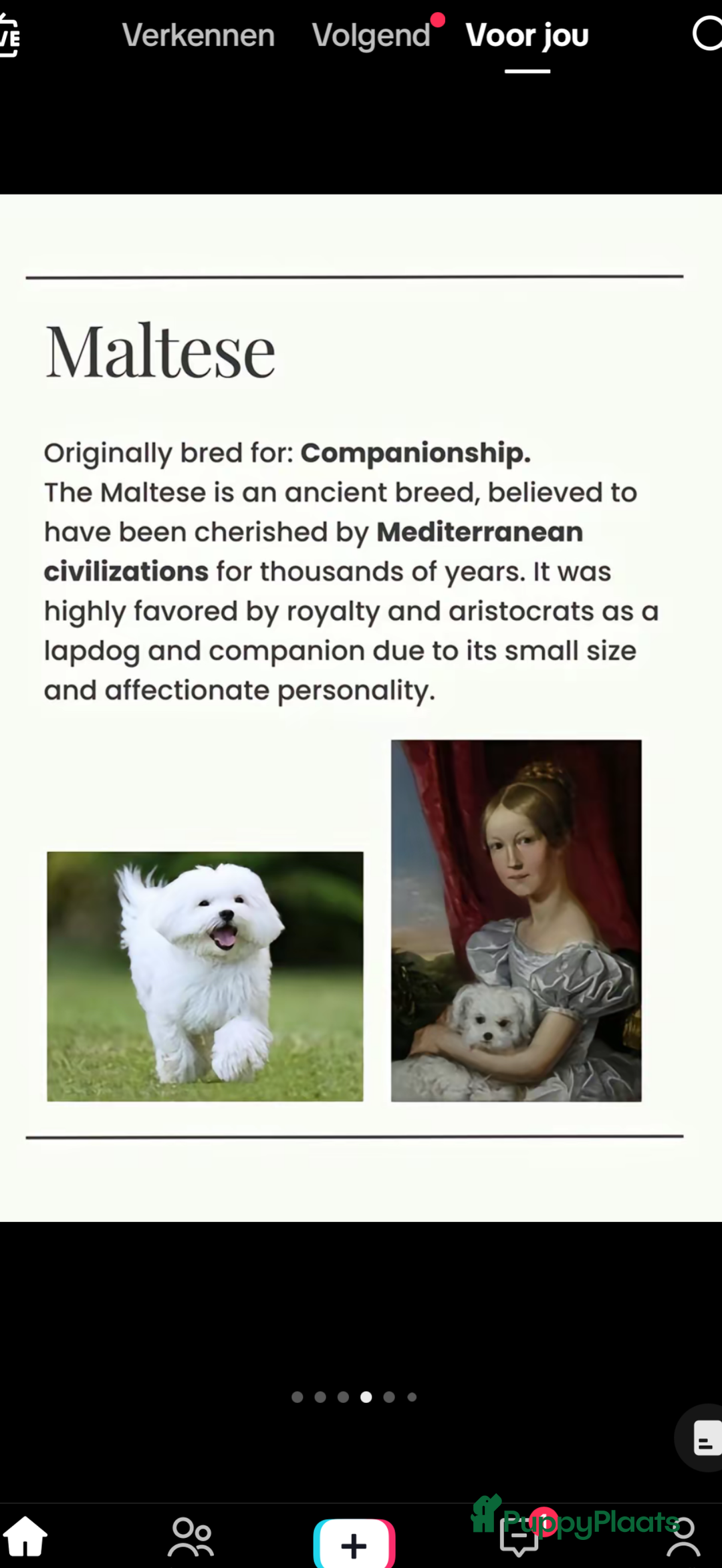 Maltezer honden te koop: Toy Maltezer pups - Advertentie 26