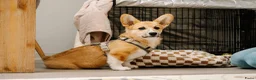 Welsh Corgi Pembroke honden te koop: Welsh Pembroke Corgi Puppy in Losser - Advertentie 6