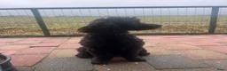 Australian Labradoodle honden te koop: Labradoodles teef, kleine medium chocolade bruin in Noordbeemster - Advertentie 2
