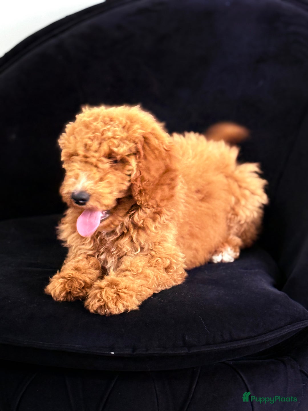 Labradoodle honden te koop: Labradoodle  - Advertentie 2