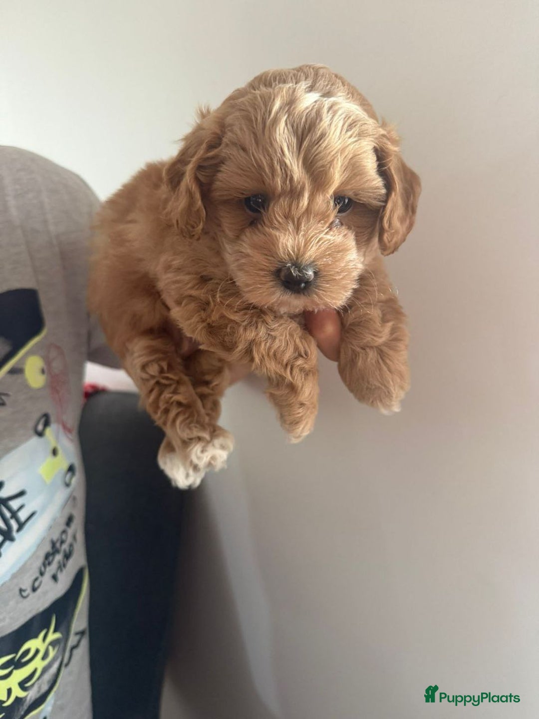 Maltipoo honden te koop: malteserpoedel pup, 7 weken - Advertentie 6