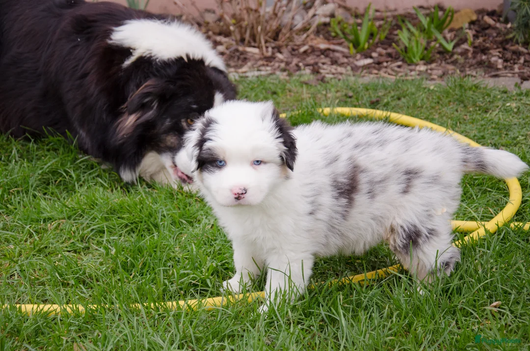 Australian Shepherd honden te koop: Australische herder pups geboren op boerderij (BE) - Advertentie 11