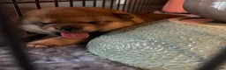 Shiba honden te koop: Mooie Shiba puppy’s zoeken een liefdevol thuis  - Advertentie 13