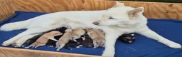 Kruising honden te koop: Pomsky x shiba inu (1/4) pups - Advertentie 25