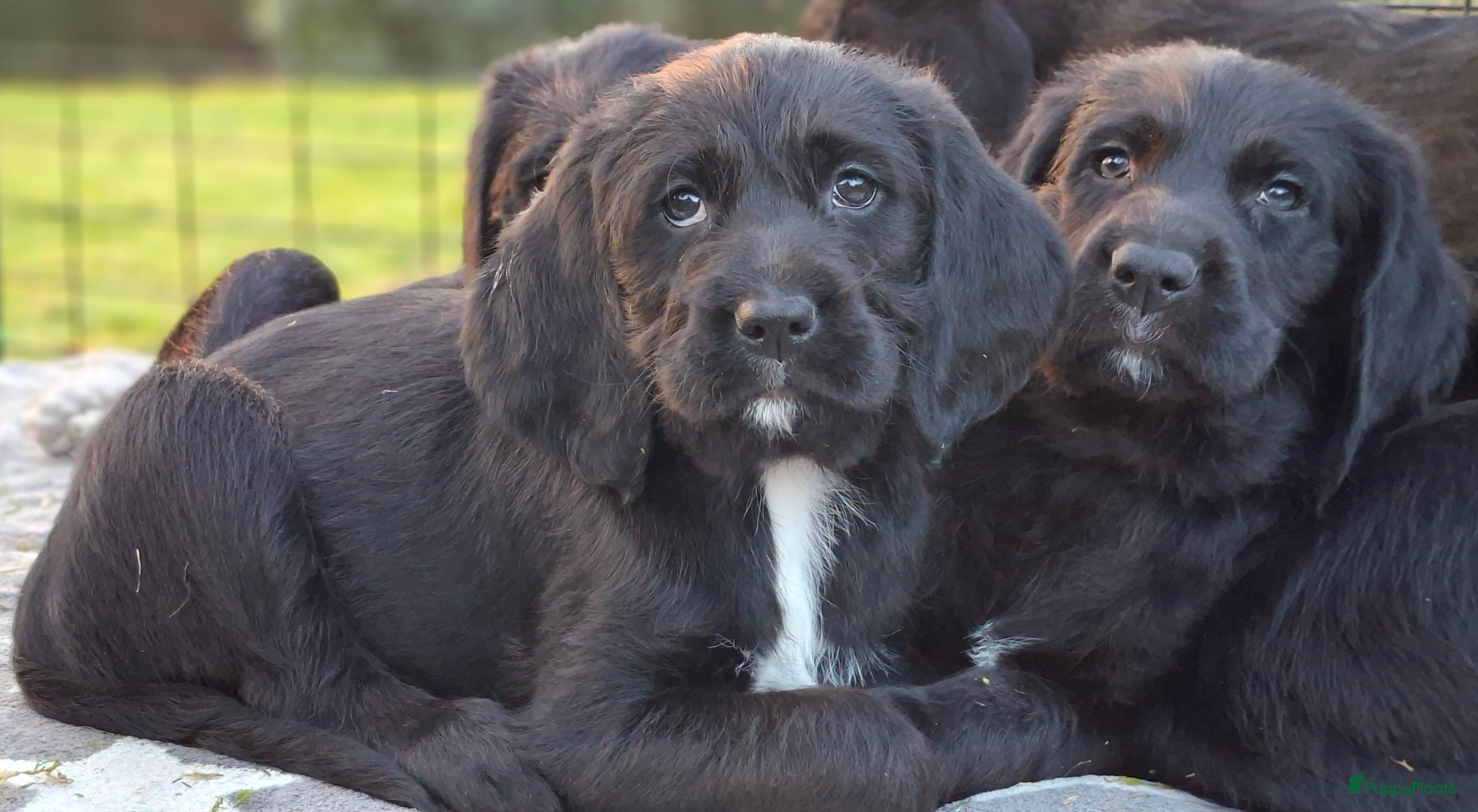 Kruising honden Labradoodle x Bloedhond / Zwitserse Senner pups - Advertentie 1