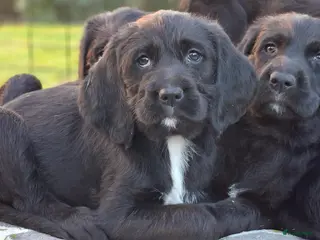 Kruising honden Labradoodle x Bloedhond / Zwitserse Senner pups - Advertentie 2