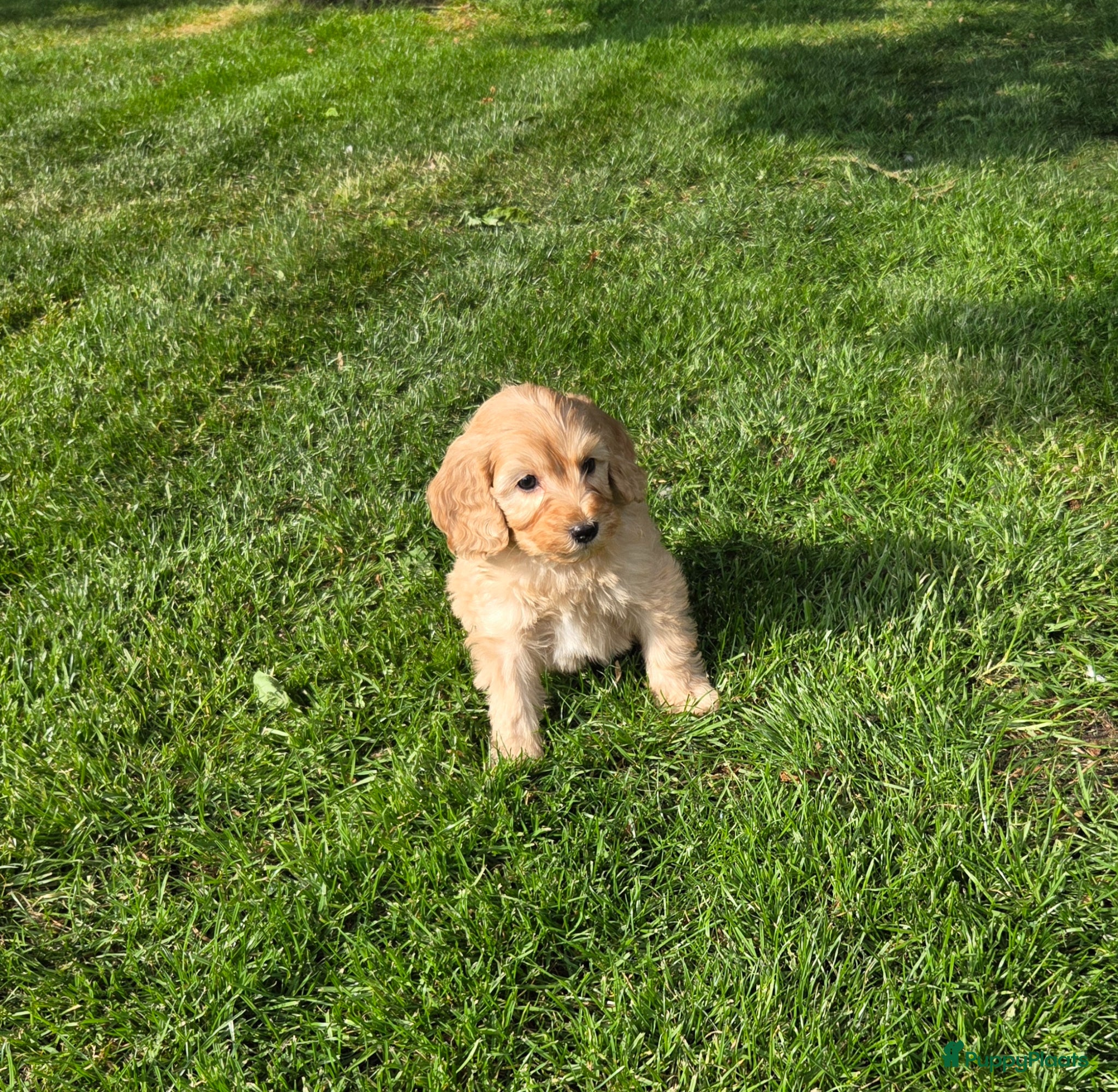 Kruising honden Labradoodle pups kleine medium F4 reutjes - Advertentie 13