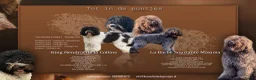 Barbet honden te koop: Barbet Pups ( Franse waterhond ) - Advertentie 1