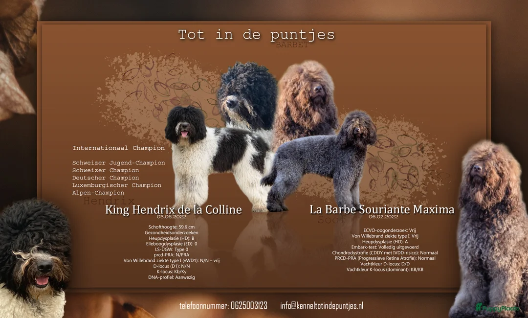 Barbet honden te koop: Barbet Pups ( Franse waterhond ) - Advertentie 1