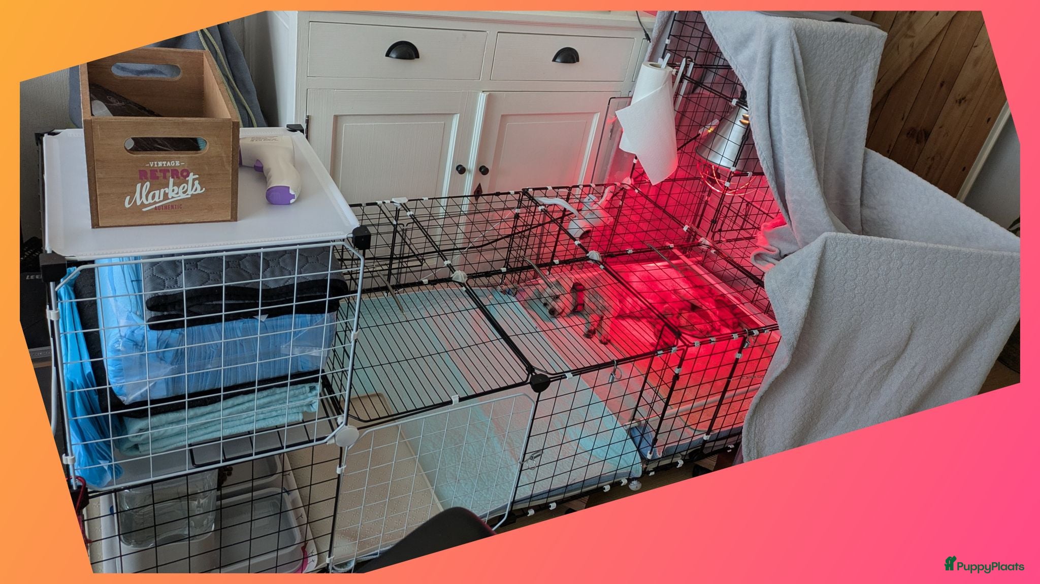 Maltipoo honden Kleinblijvende Maltipoo F1b donker abrikoos - Advertentie 8