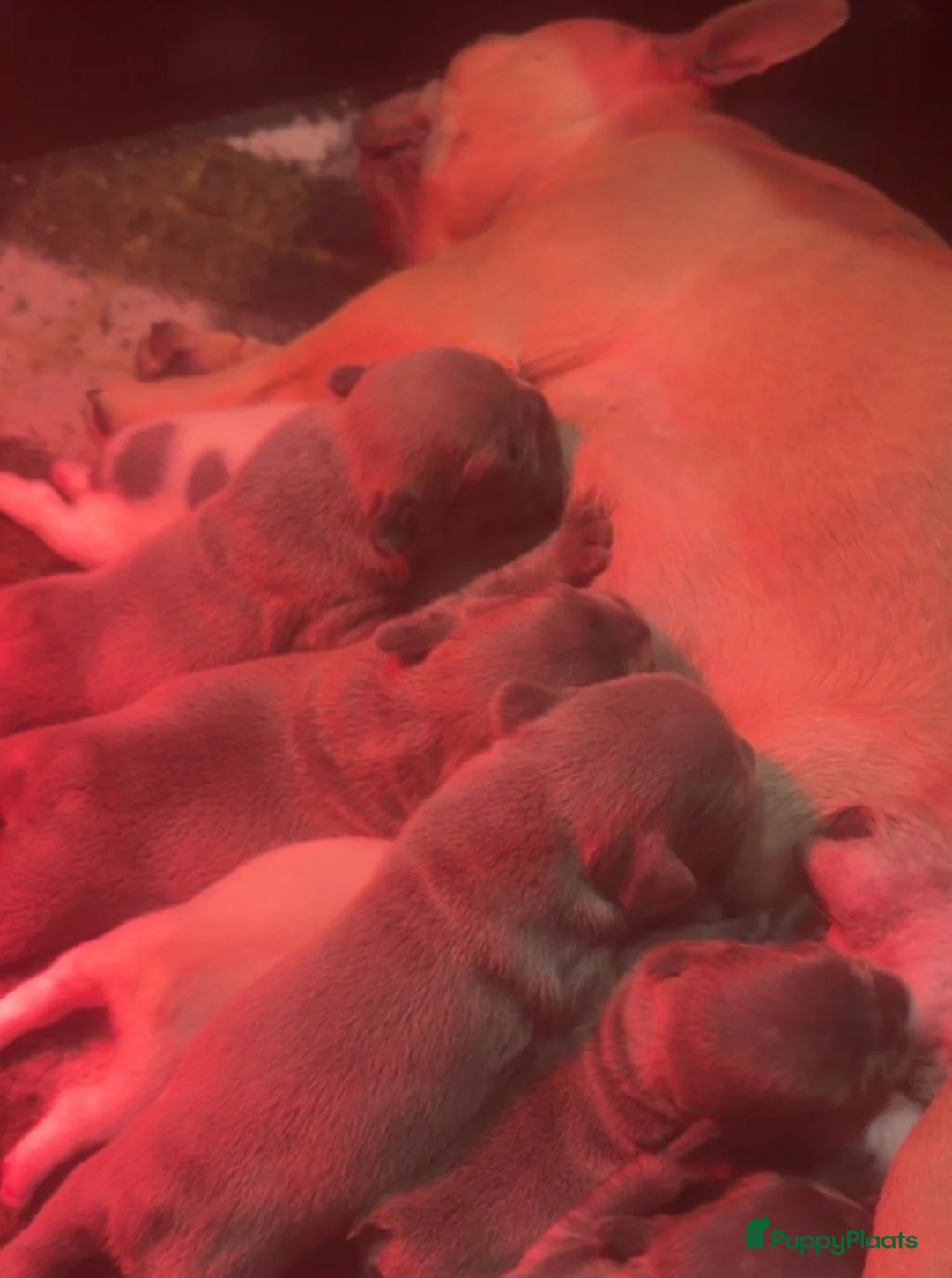 Franse Bulldog honden te koop: Franse Bulldog puppy’s 🩵🩷 - Advertentie 1