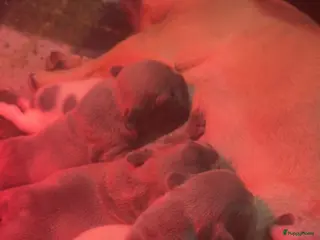 Franse Bulldog honden Franse Bulldog puppy’s 🩵🩷 - Advertentie 1