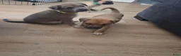 Kruising honden te koop: Nog 3 pups beschikbaar  in Sint Jacobiparochie - Advertentie 4