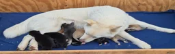 Kruising honden te koop: Pomsky x shiba inu (1/4) pups - Advertentie 12