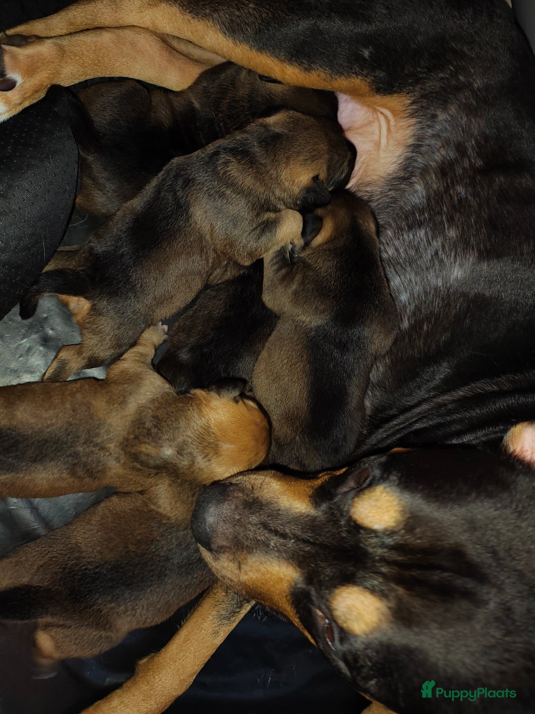 Kruising honden te koop: Amerikaanse Stafford x Hongaarse windhond - Advertentie 8