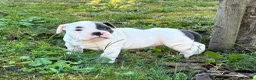 Old English Bulldog honden te koop: Prachtige Old English Bulldog pups - Advertentie 7