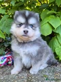Kruising Puppy 10
