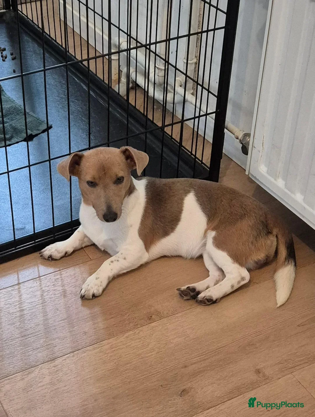 Jack Russel Terriër honden te koop: Nog 2 prachtige merle teefjes te koop - Advertentie 4