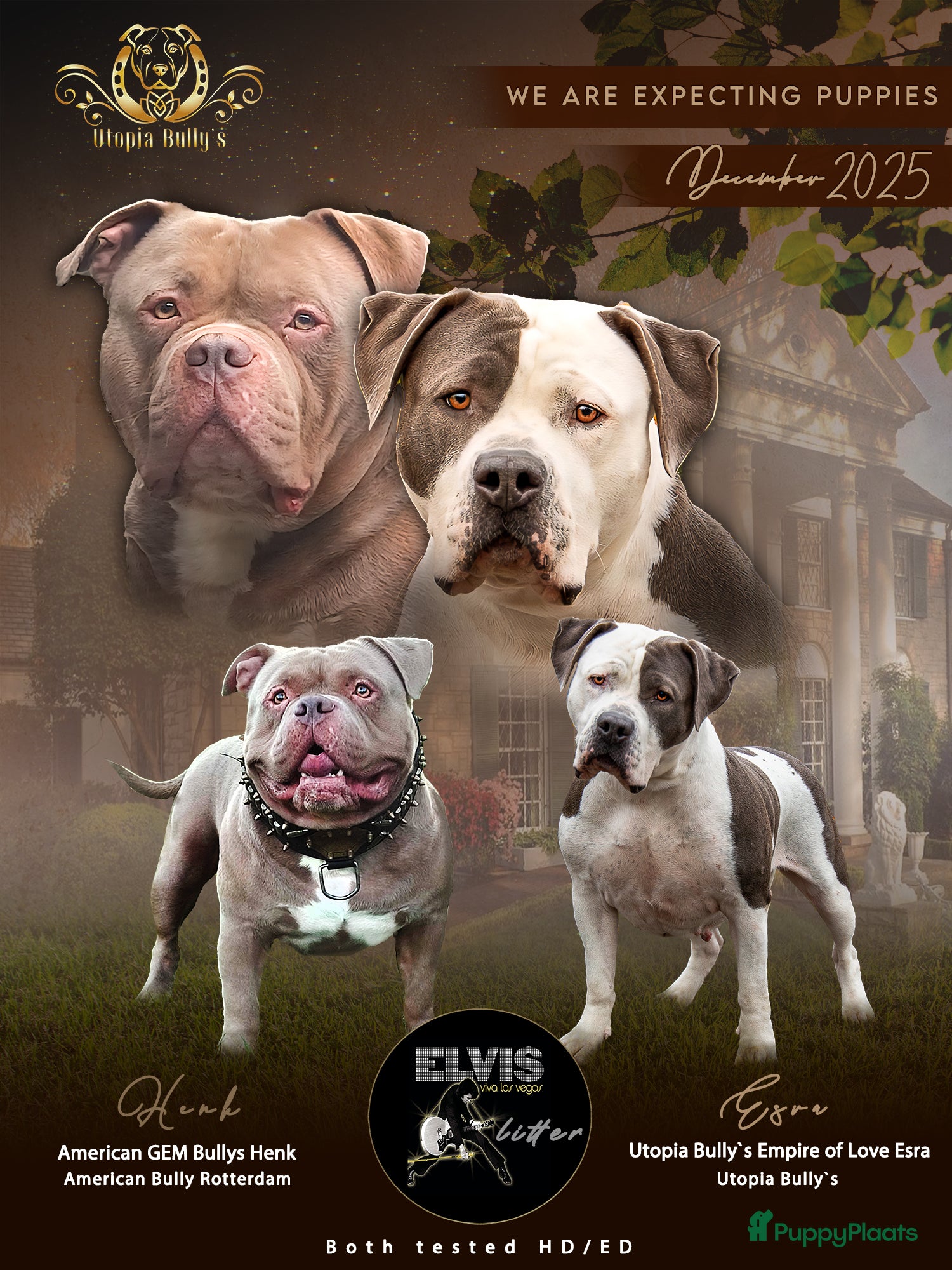Amerikaanse Bully honden American Bully XL pups ABKC stamboom - Advertentie 2