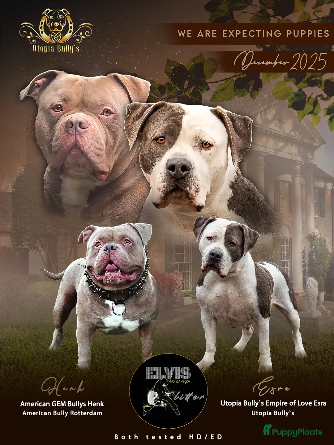 Amerikaanse Bully honden te koop: American Bully XL pups ABKC stamboom - Advertentie 2
