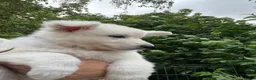 Zwitserse Witte Herdershond honden te koop: Zwitserse witte herder pups - Advertentie 6