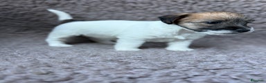 Jack Russel Terriër Puppy 6