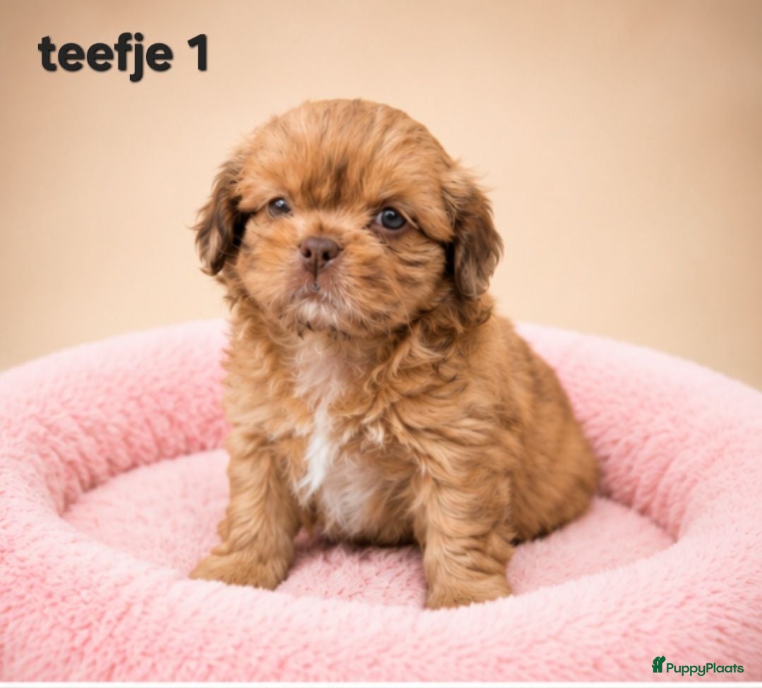 Kruising honden Prachtige boomer pups. Shih tzu maal maltezer. - Advertentie 2