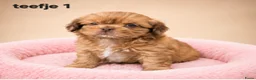 Kruising honden te koop: Prachtige boomer pups. Shih tzu maal maltezer. - Advertentie 2
