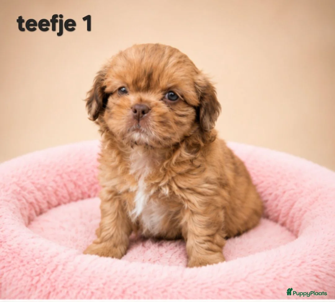 Kruising honden te koop: Prachtige boomer pups. Shih tzu maal maltezer. - Advertentie 2