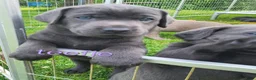 Labrador Retriever honden te koop: Prachtige Charcoal labrador pups in Jaarsveld - Advertentie 3