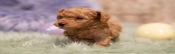 Poedel Toy honden te koop: 1 puppy poedel toy te koop - Advertentie 6