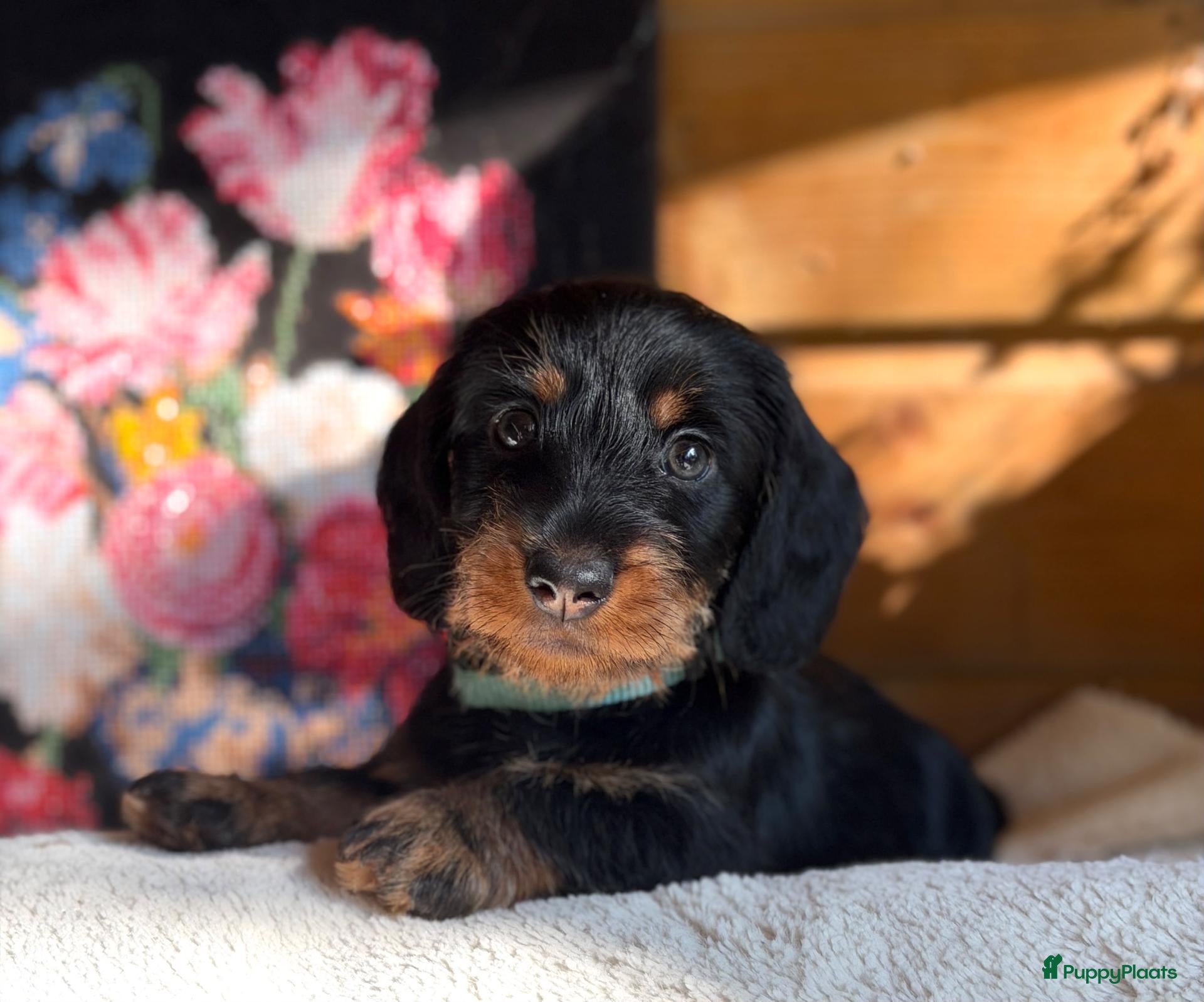 Ruwhaar Teckel honden Knap black&tan dwergteckel reutje ruwhaar - Advertentie 1