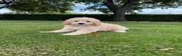 Maltipoo honden te koop: Maltipoo (Maltezer x Poedel) pups - Advertentie 28