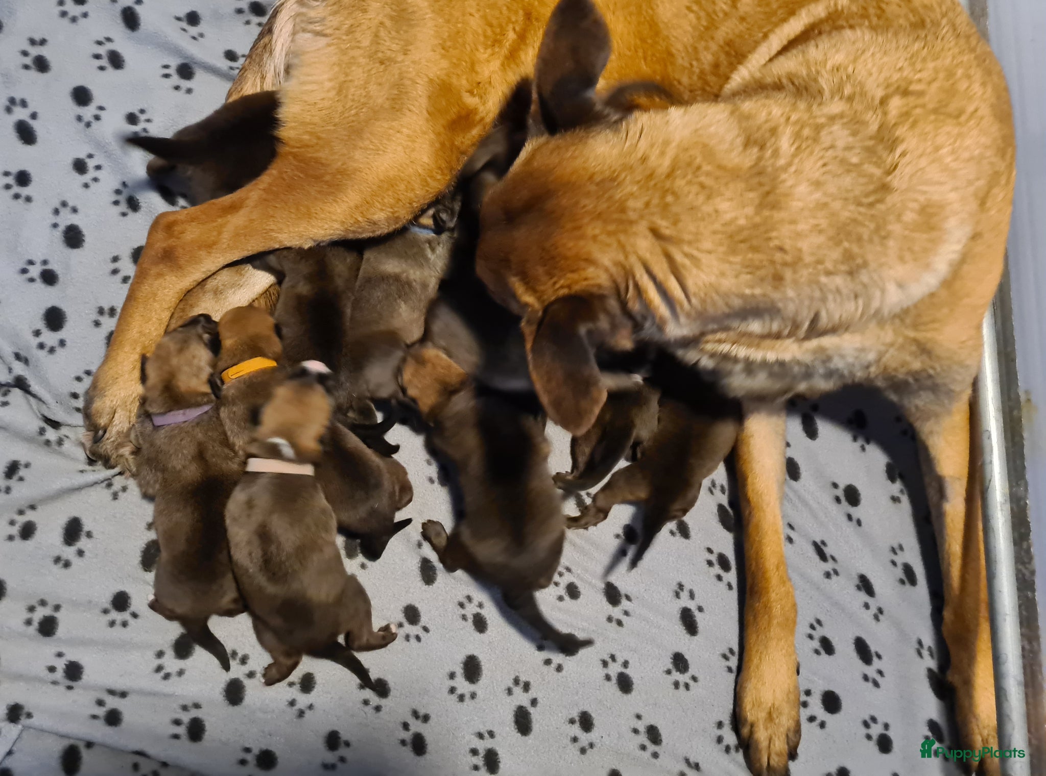 Kruising honden Prachtige Mechelse Herder x Border Collie pups F1 - Advertentie 2