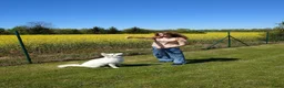 Zwitserse Witte Herdershond honden te koop: Nestje verwacht van Zwitserse herder(met stamboom) - Advertentie 14
