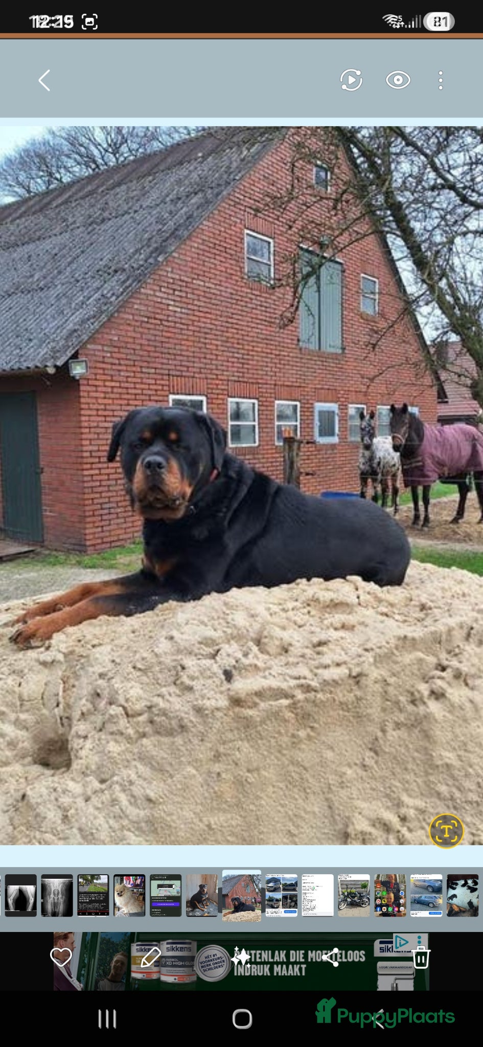 Rottweiler honden te koop: Super mooie rottweilerpups - Advertentie 9