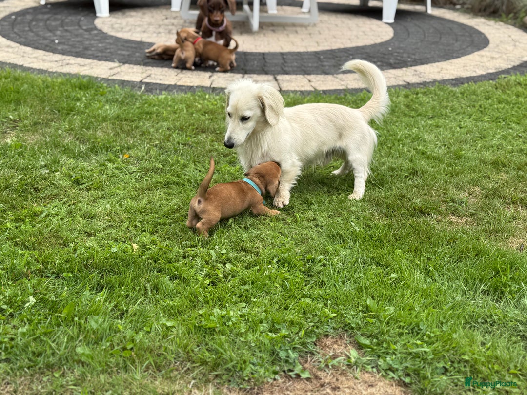 Teckel (korthaar)  honden te koop: Prachtig liefdesnestje met witte langharige papa - Afbeelding 10