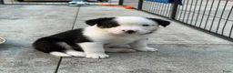 Kruising honden te koop: Kruising Australian Shepherd en “Westpointer” - Advertentie 3
